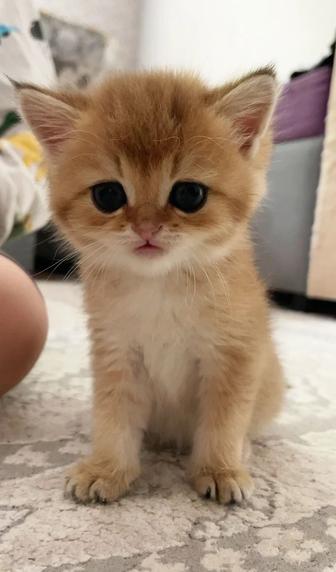 Шотландский котенок, золотая шиншилла, кошка