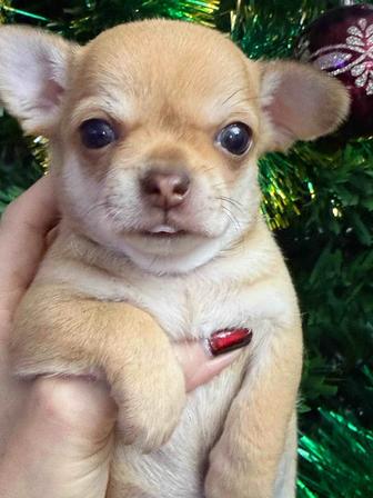 Чихуахуа очаровательные щенки