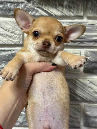 Чихуахуа очаровательные щенки