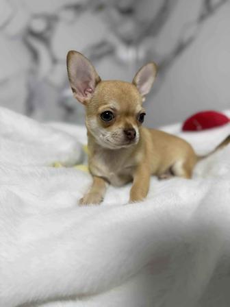 Чихуахуа очаровательные щенки