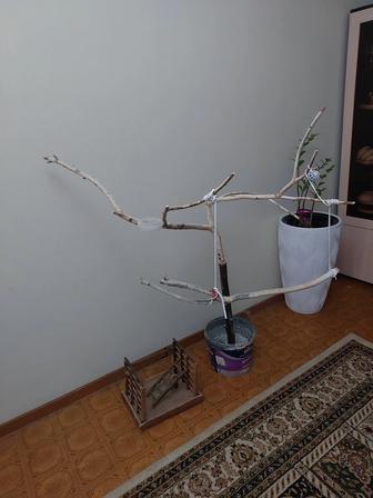 Дерево для попугай