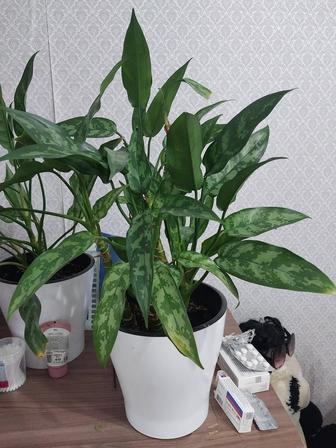 Цветы