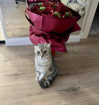 Вязка наш Скоттиш Фолд