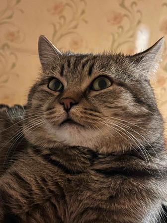 Отдаю кота в добрые надежные руки