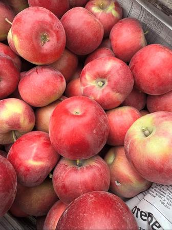 Продам ЯБЛОКИ