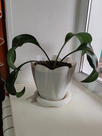 Цветок эухарис (амазонская лилия)