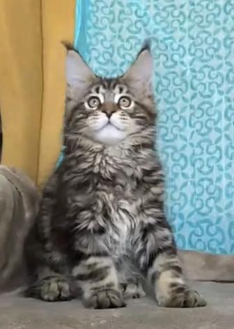 Котята мейнкун из питомника