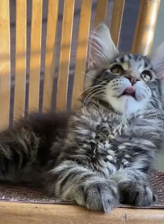 Котята мейнкун из питомника
