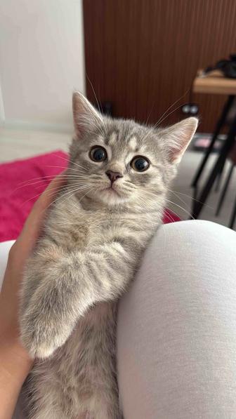 Продается котята