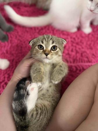 Продается котята