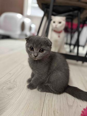 Продается котята