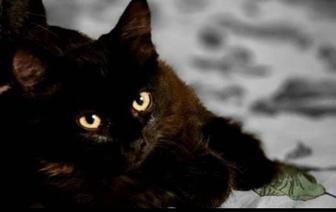 Отдам котенка