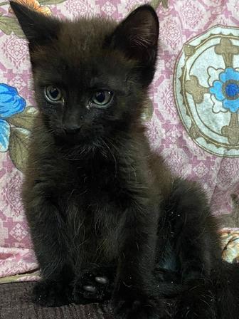 Отдам котенка