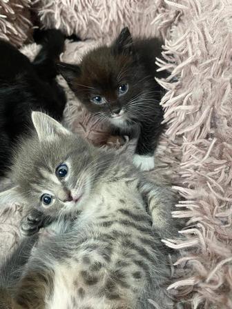 Отдам котенка