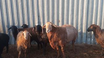 Продам барана осеменатора