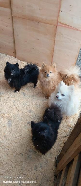 Продам шпица 2 мальчика