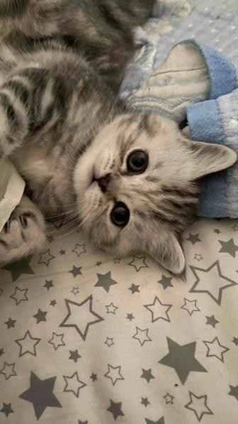 Продам котенка скоттиш-страйт