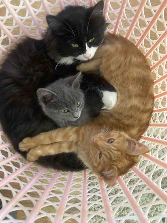 Отдам котят, трое