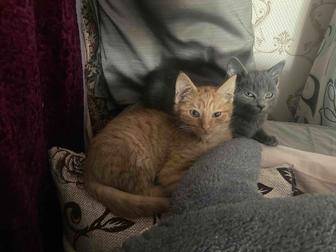 Отдам котят, двое