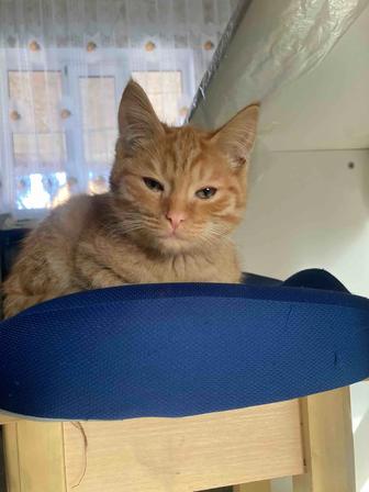 Отдам котенка