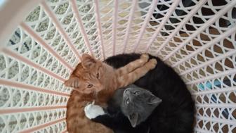 Отдам котят, двое