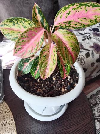 Аглаонема продам