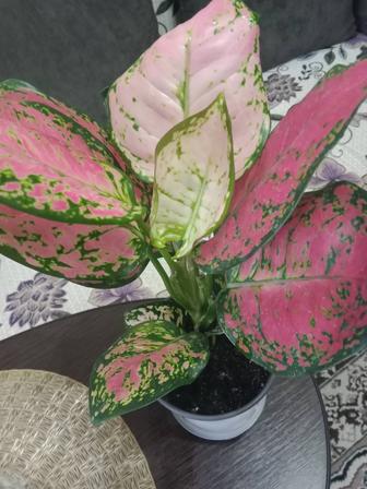 Аглаонемы продам