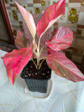 Аглаонемы продам