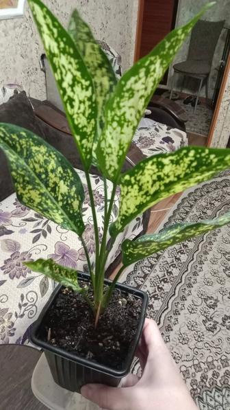 Аглаонемы продам