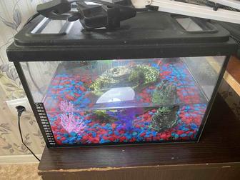 Продам красноухую черепаху с аквариумом