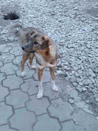 Пристраиваю собаку