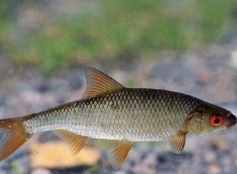 Продам живца