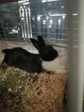 Кролик декоративный