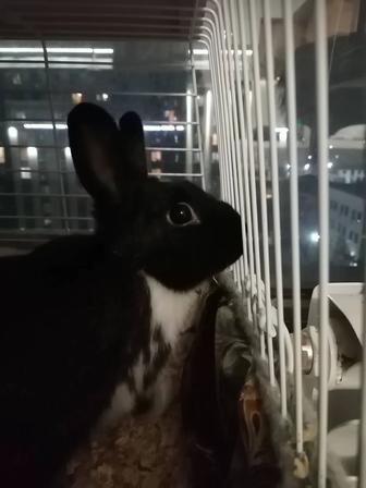 Кролик декоративный