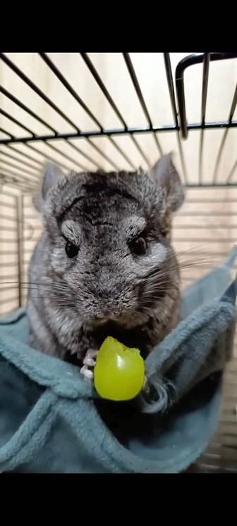 Продам шиншиллу