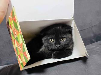 Срочно ! Продается шотландская вислоухая кошечка 2 месяца скоттиш fold