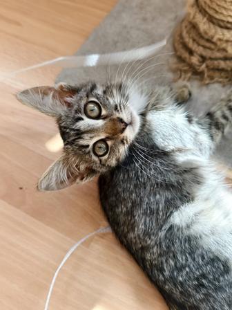 Котенок