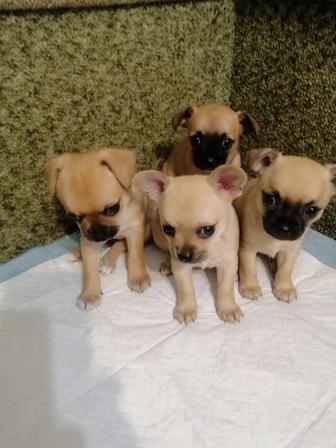 Щенки чихуахуа