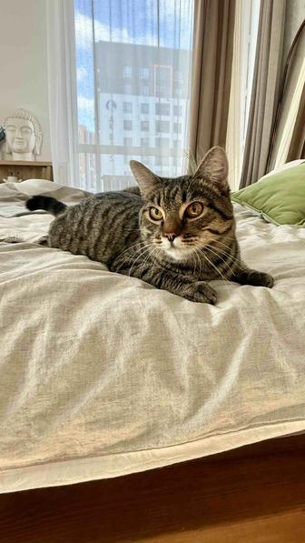 Котик ищет семью. Кастрирован