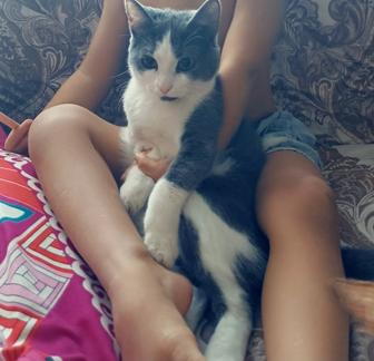 Отдам кошки даром.