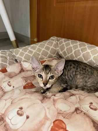 Котенок