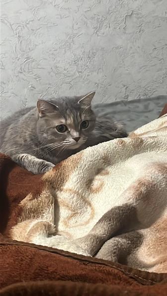 Пропала кошка