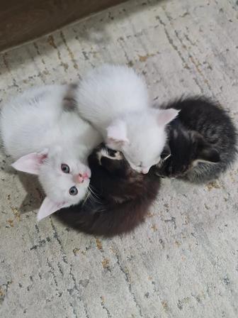 Отдам котят в хорошие добрые руки