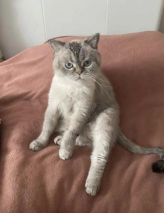 Отдам в добрые руки кота