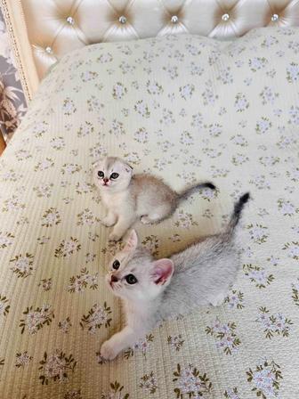 Продаются породистые красивые котята !