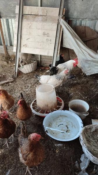 Продам домашних кур
