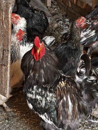 Продам домашних Курей и цыплят