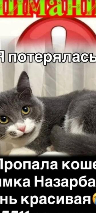 Пропала кошечка