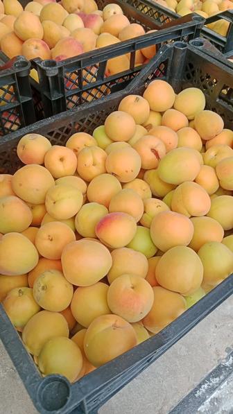 Продаю Абрикосы оптом Ташкентский