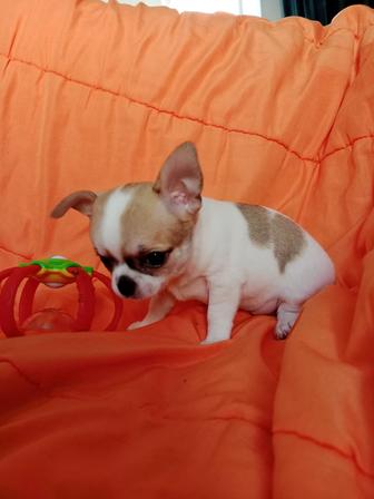 В продаже щенки Чихуахуа.